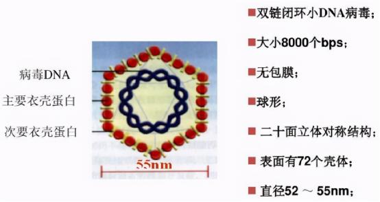 當產(chǎn)后盆底康復遇到了HPV感染，盆底康復治療儀還能治療產(chǎn)后盆底嗎